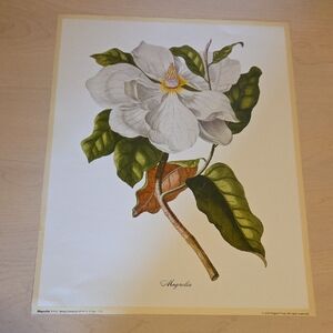 Magnolia Poster by Georg Dionysius Ehret, c. 1750-1773